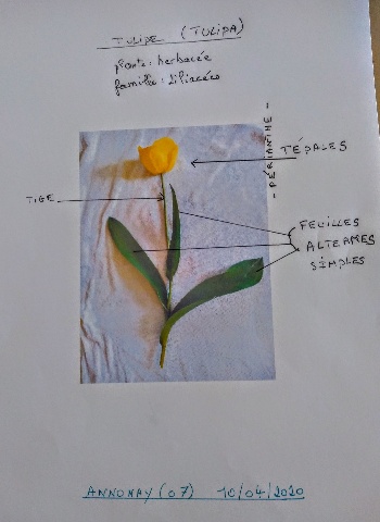 TULIPA