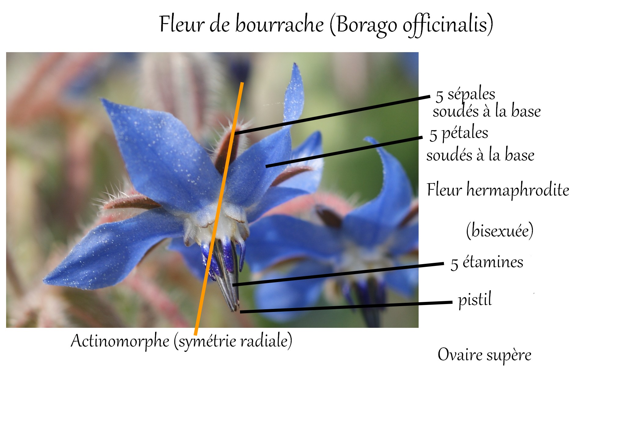 Fleur de bourrache