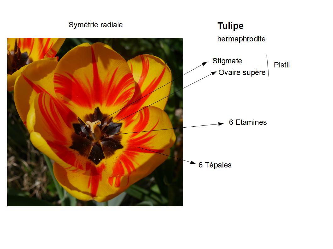description fleur tulipe