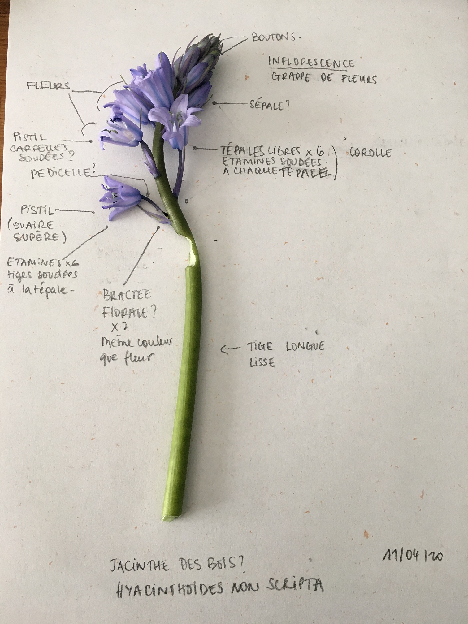 Jacinthe (des bois?)