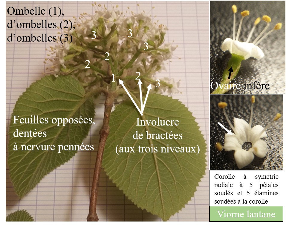 Fleur complexe de viorne