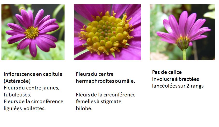 Fleurs Senecio elegans