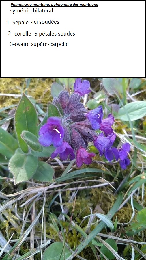 pulmonaire des montagnes
