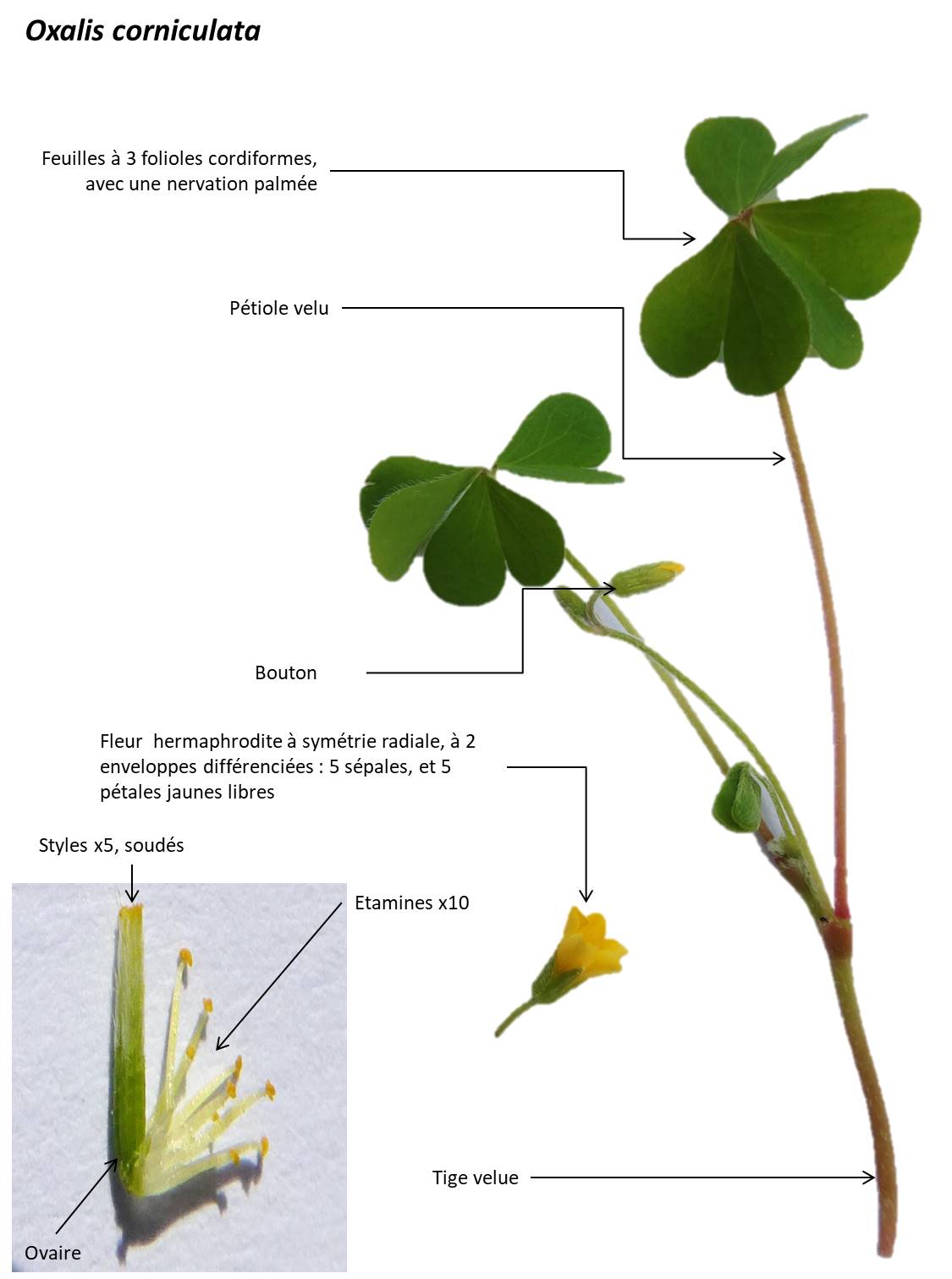 Photo oxalis corniculé