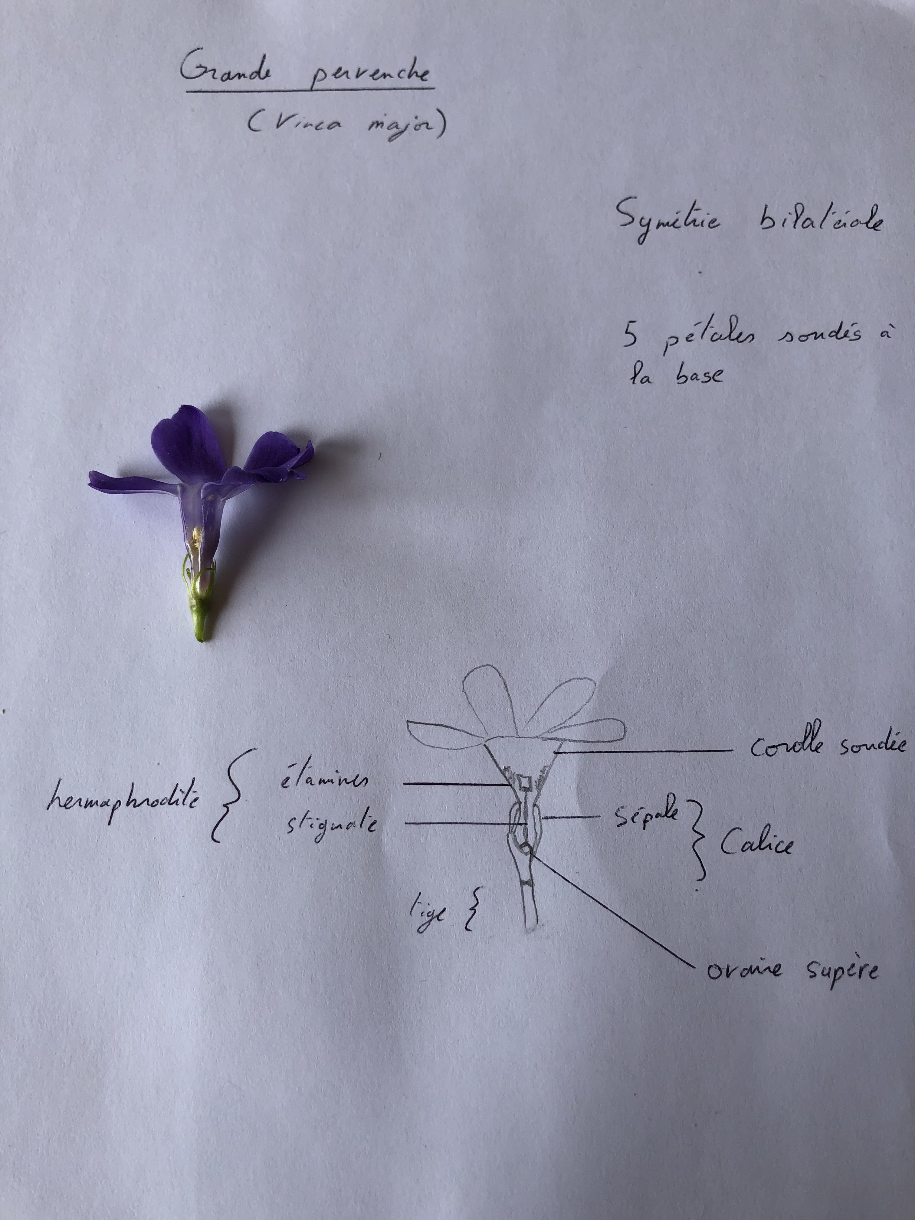 Fleur grande pervenche