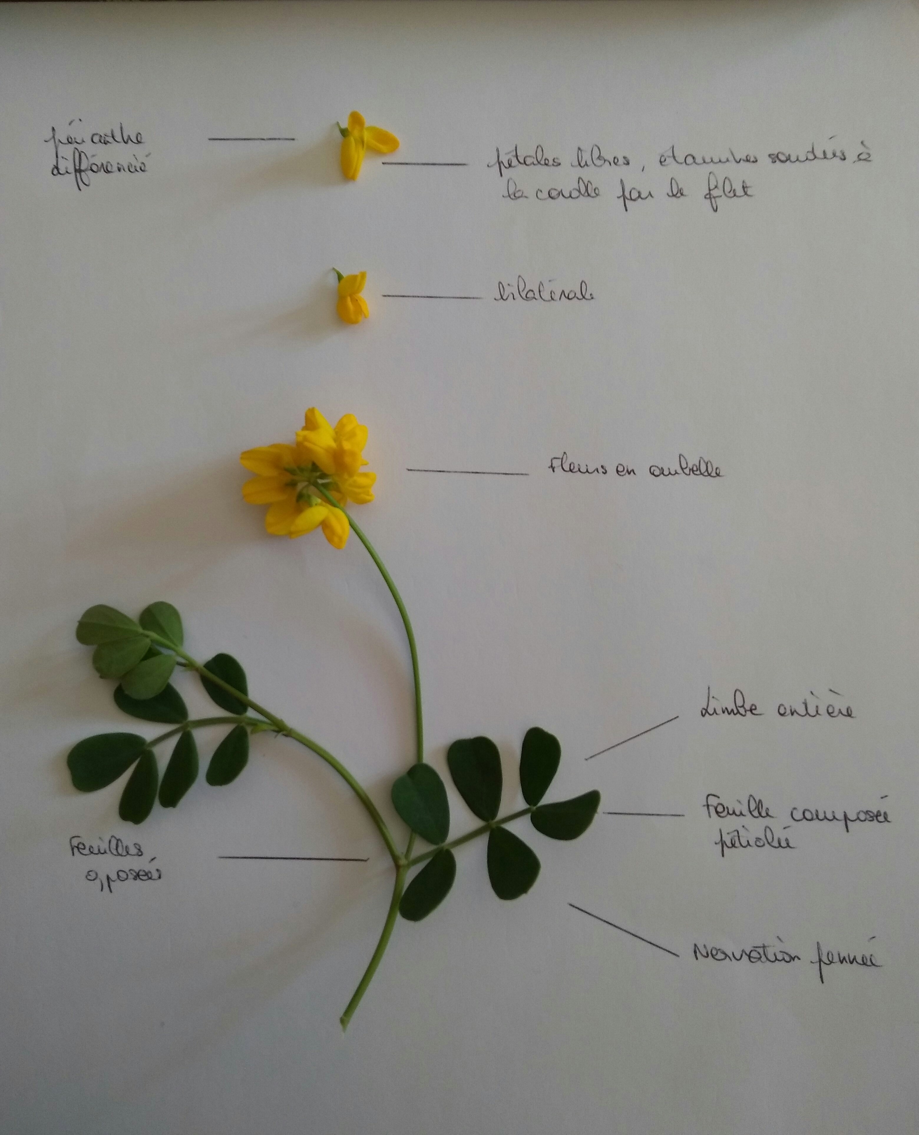 Activité fleur familière, belle inconnue