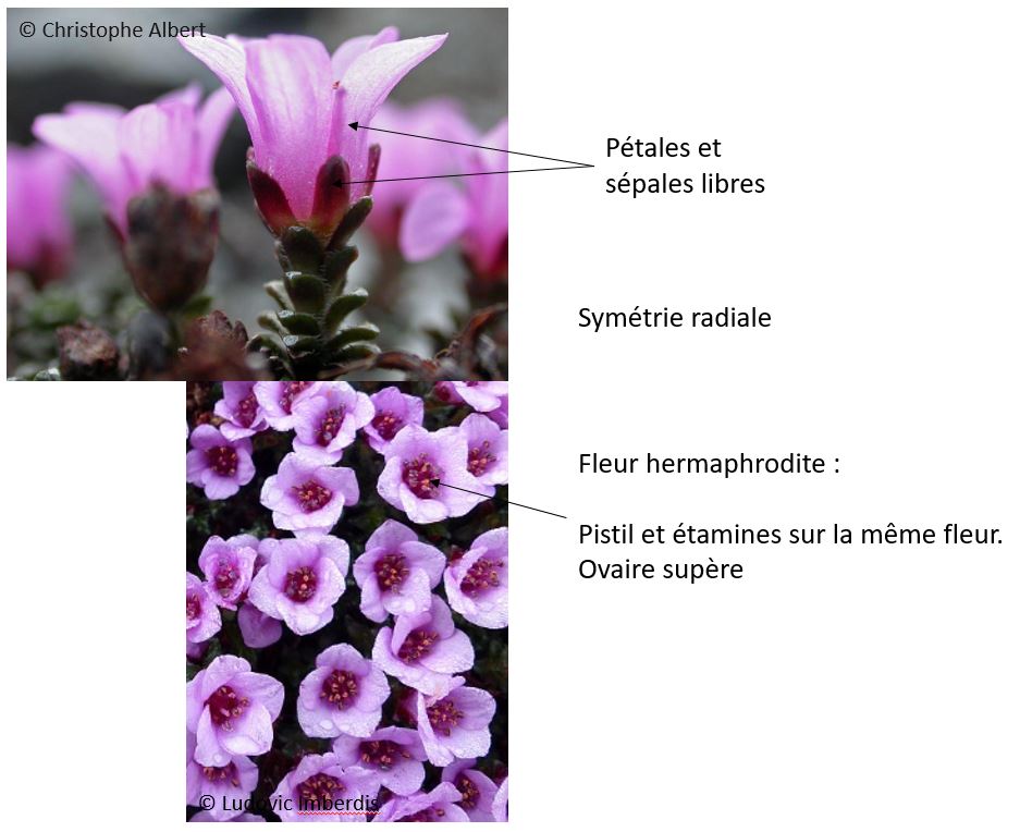 description de la fleur du saxifrage à feuilles opposées