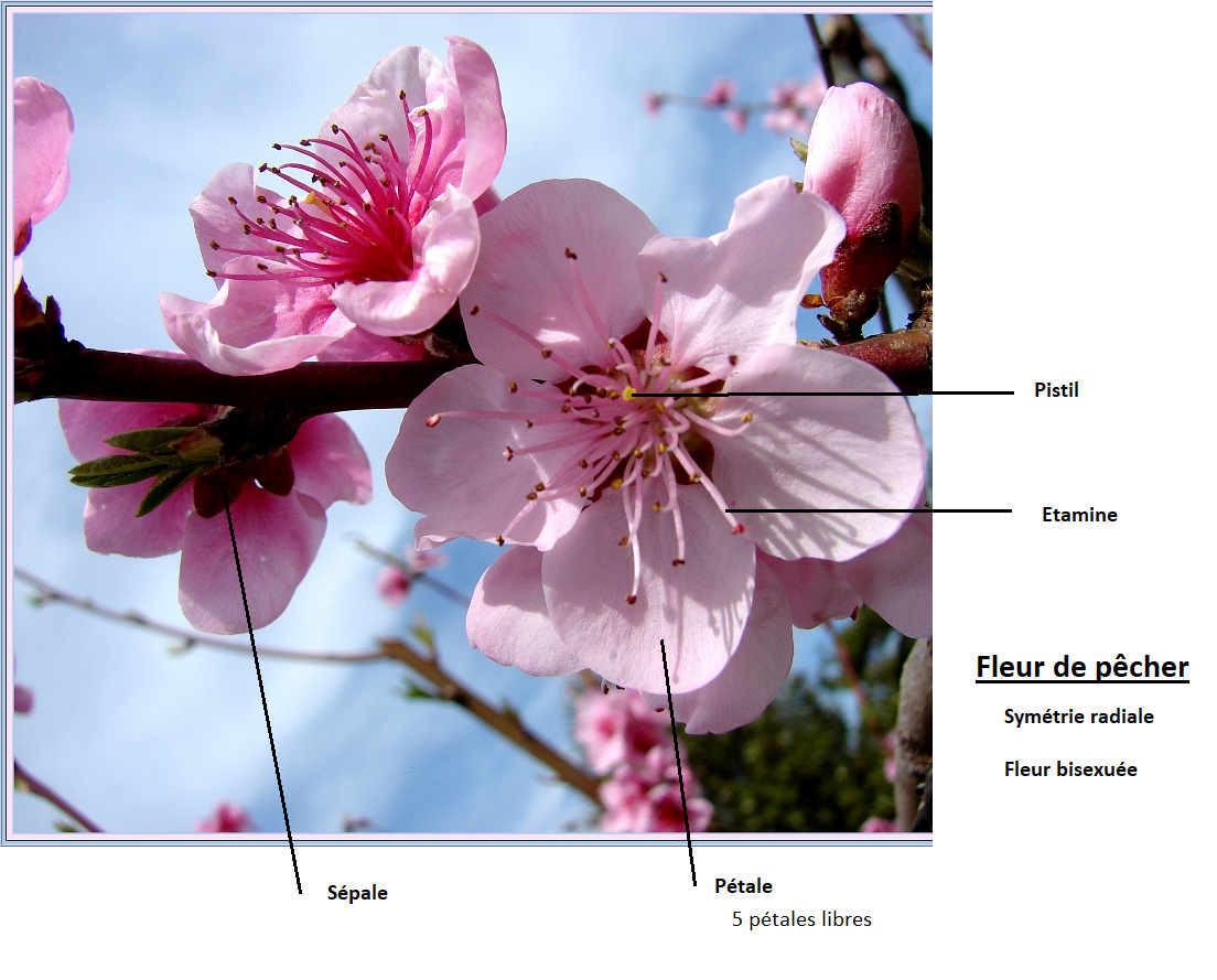 Fleur de pêcher