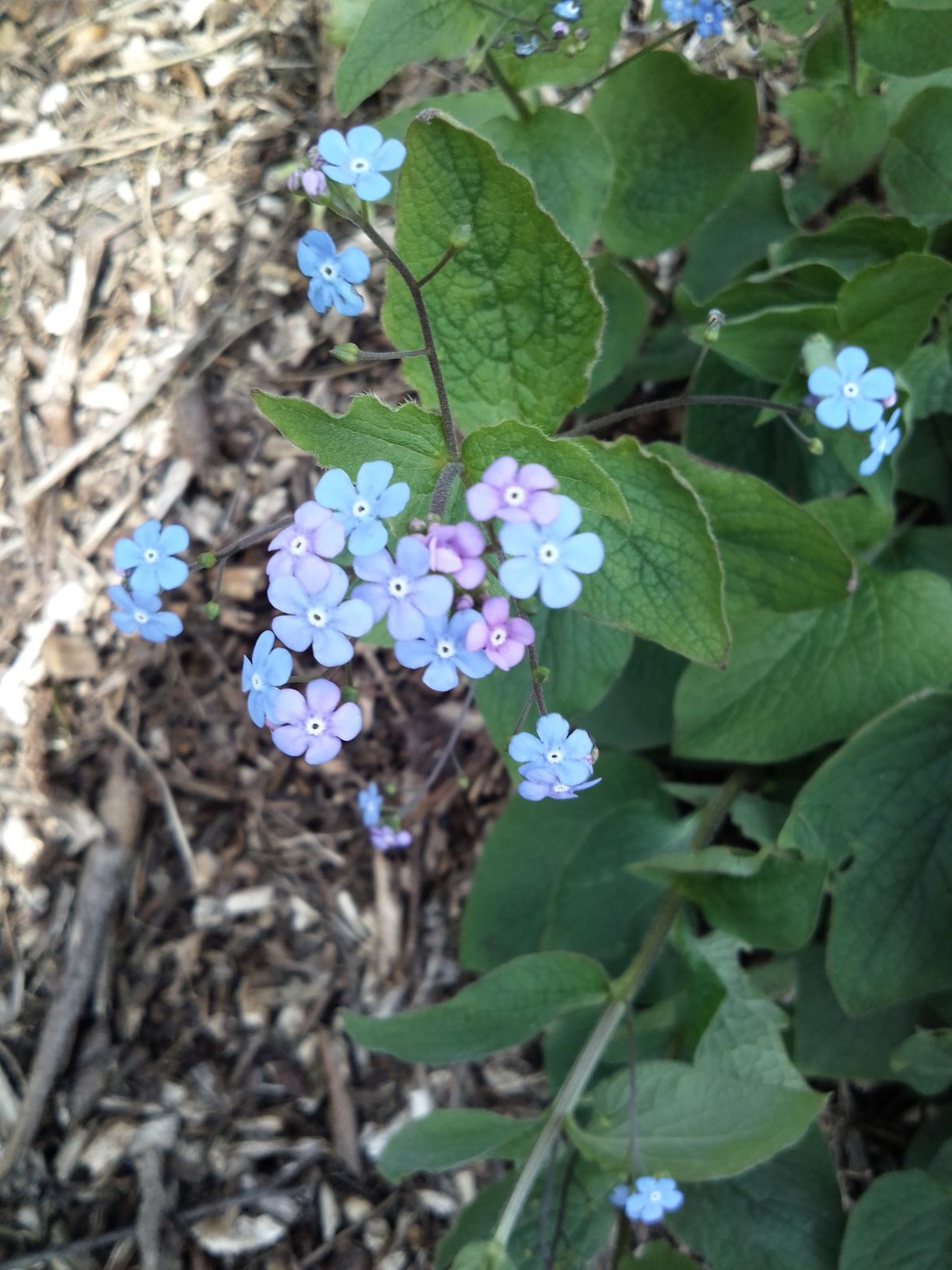 Buglosse toujours verte
