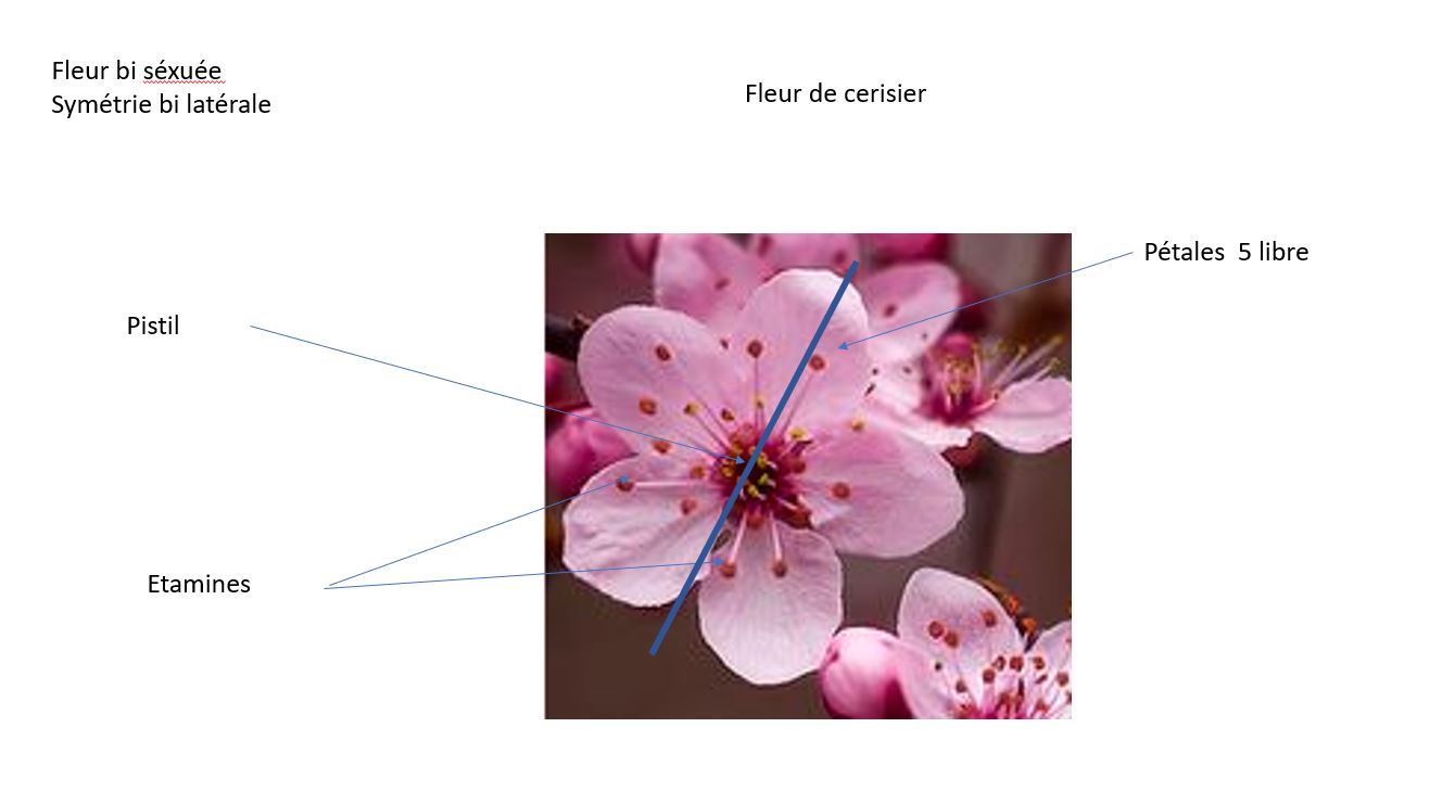 fleur de cerisier