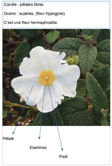 c'est une fleur au pétales blancs et sont appareil reproducteur au centre est jaune