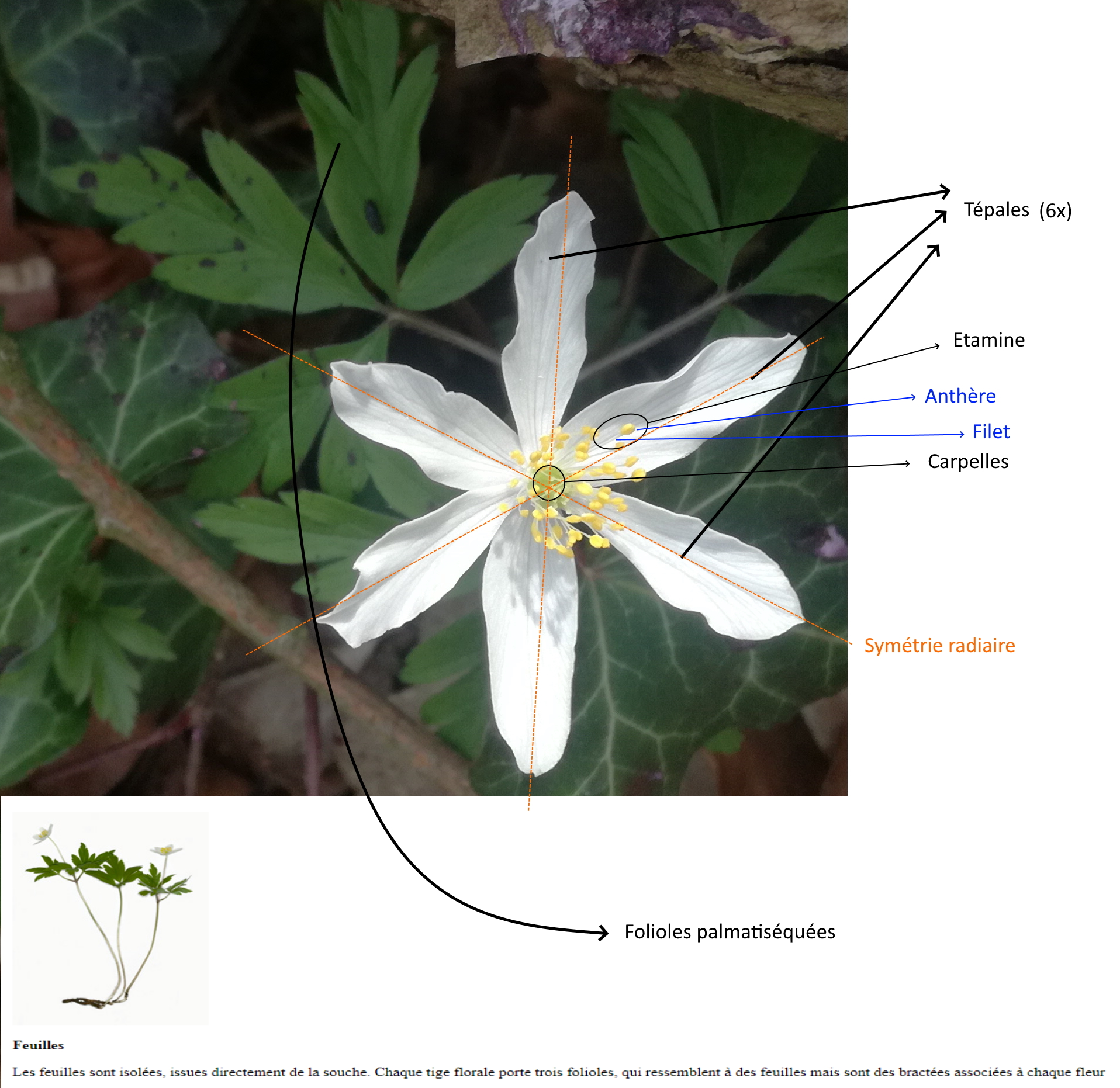 Anemone nemorosa