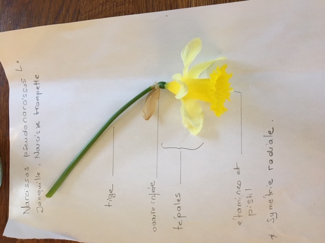 Narcissus pseudonarcissus L.