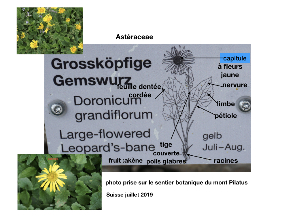 Doronicum grandiflorum