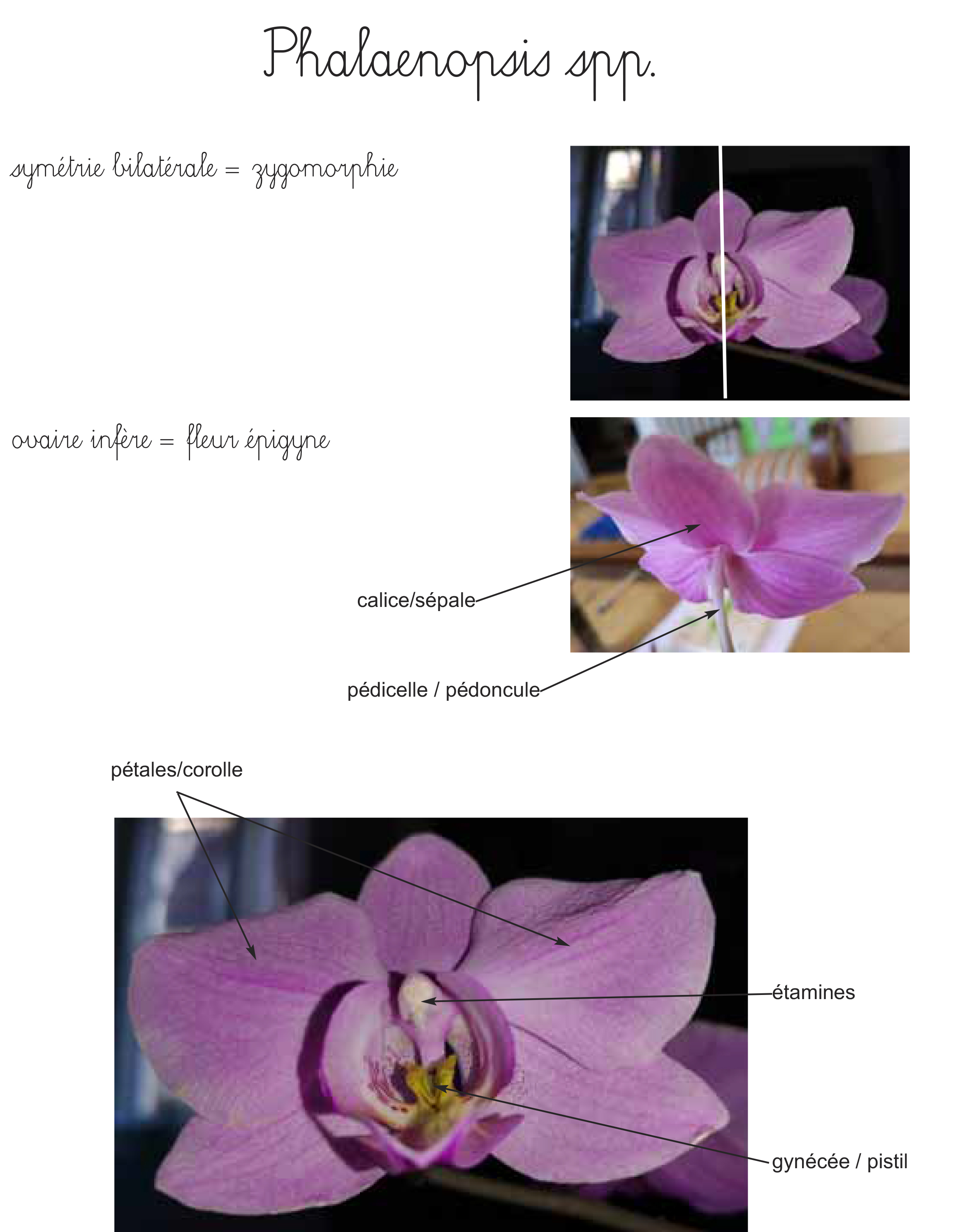 phalaenopsis spp.