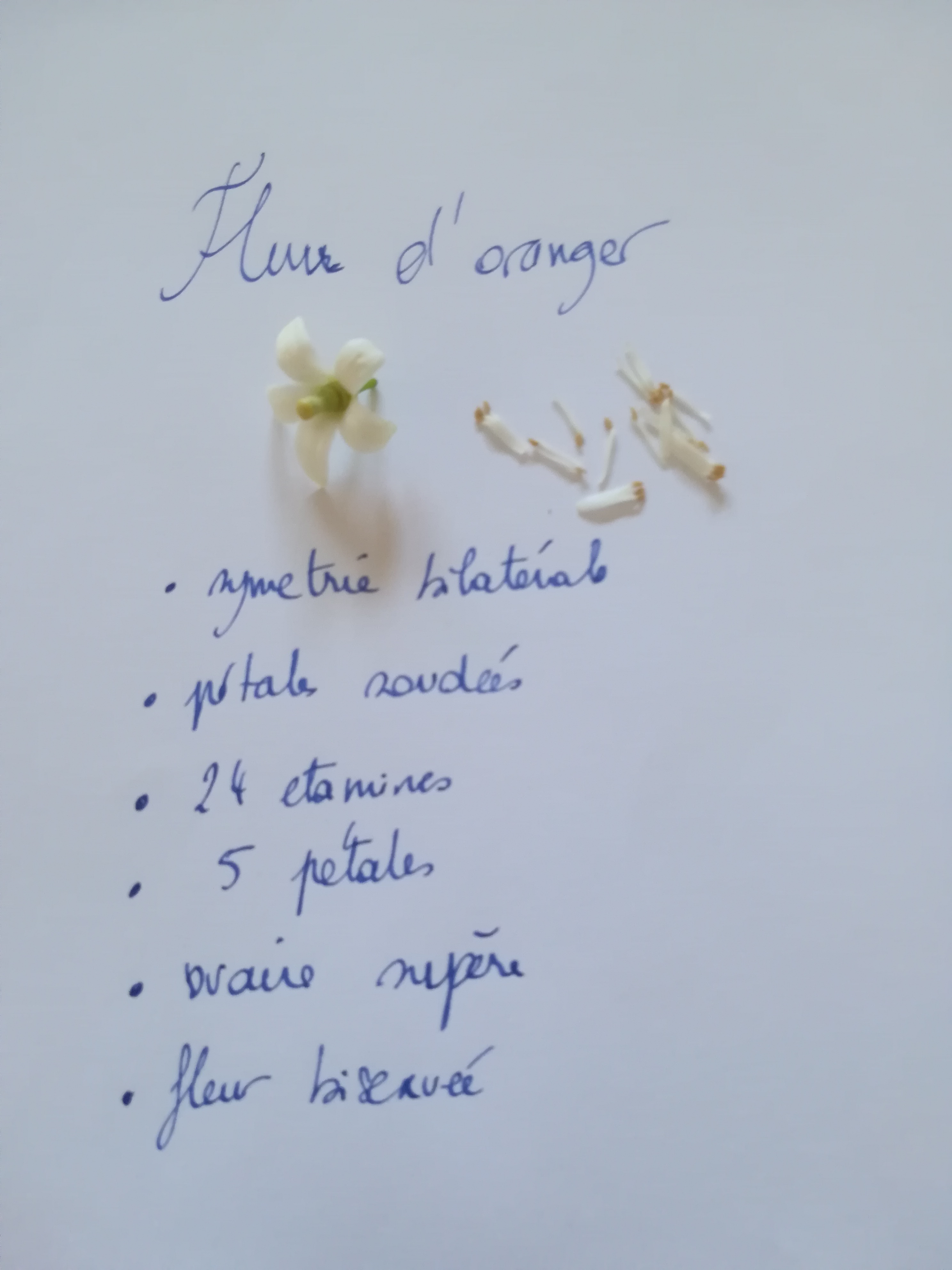 descriptif fleur d'oranger