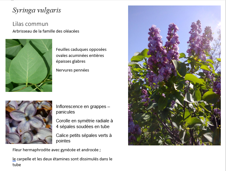 Syringa Vulgaris   Lilas Commun
