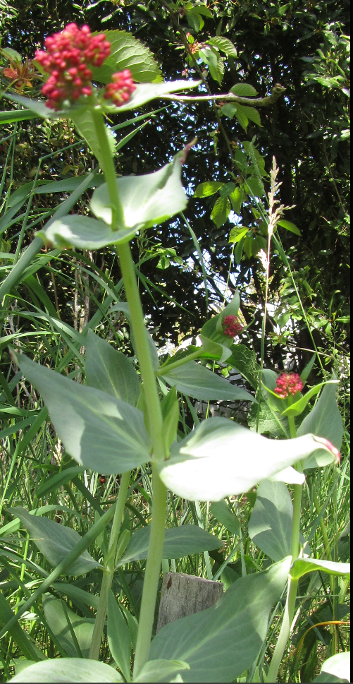 centranthus ruber