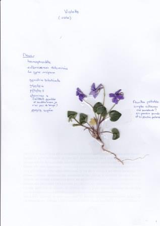 violette activité seq 3