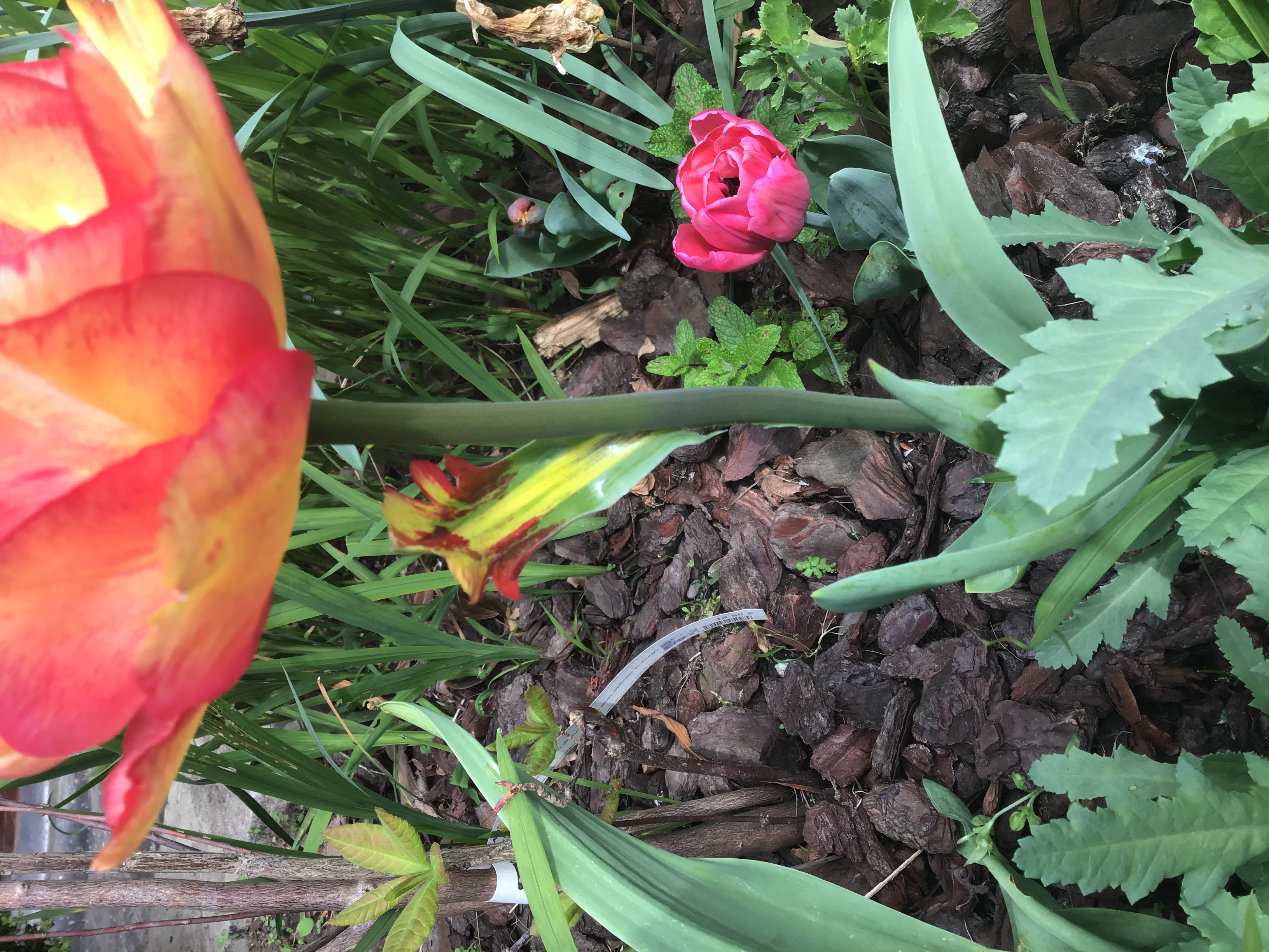 TULIPE AVEC FEUILLE MYSTERE