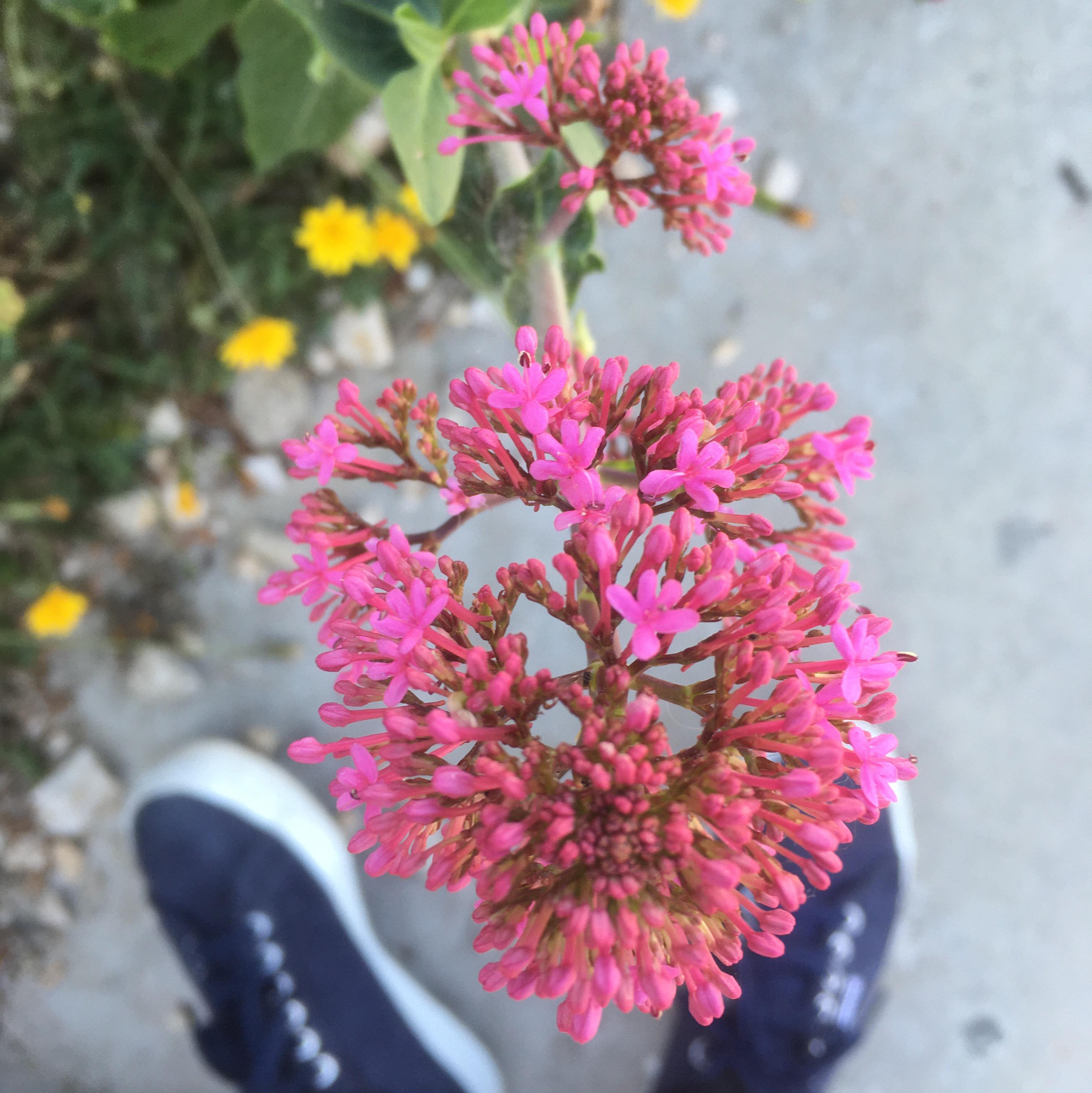 mage de valeriane centranthe