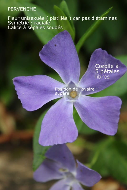 Pervenche