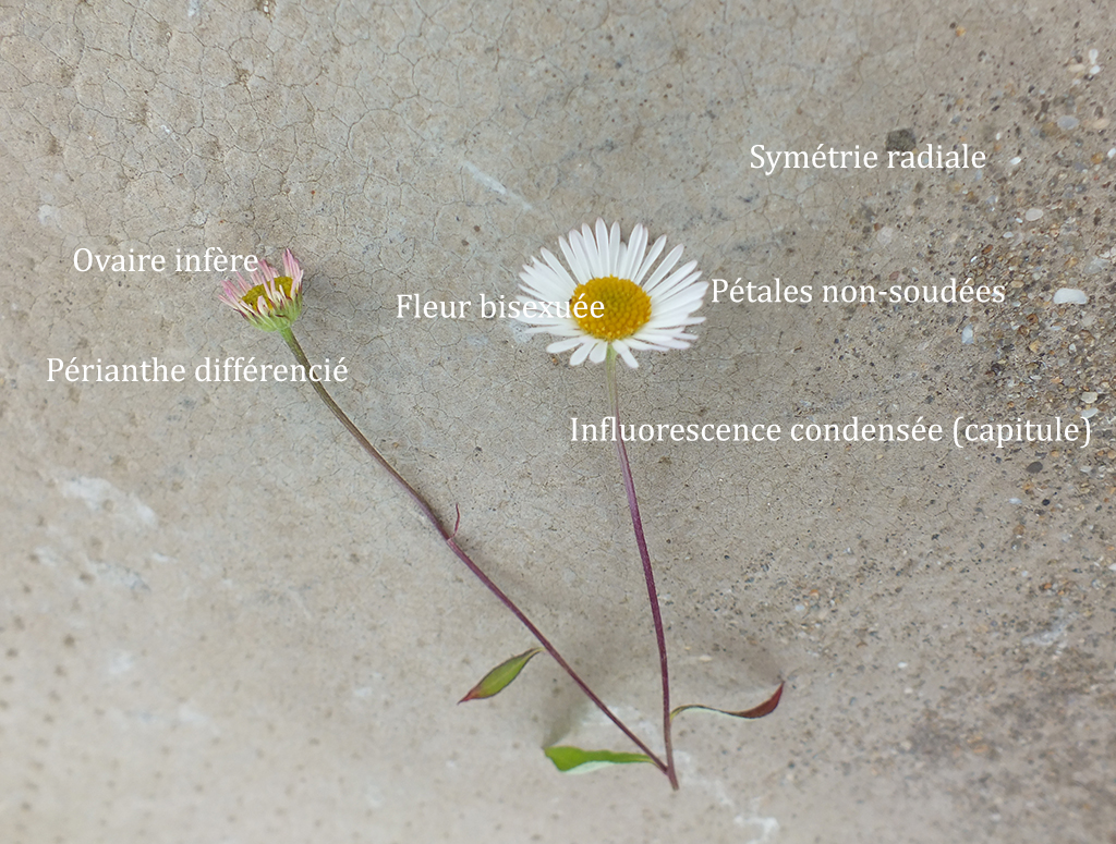 paquerette de muraille