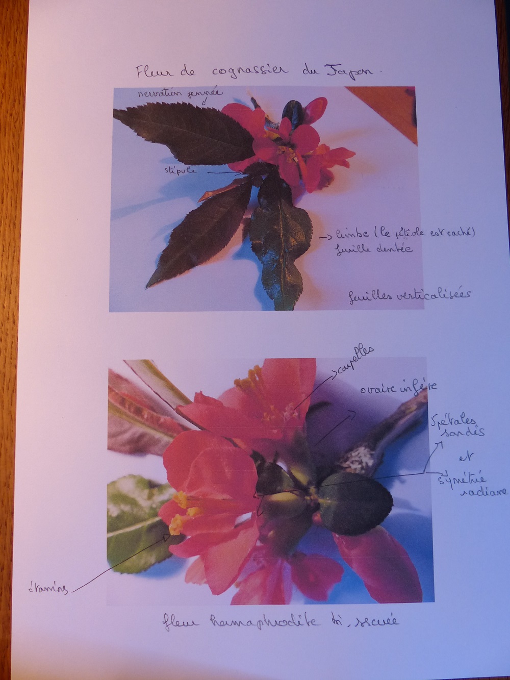 cognassier du japon, description de la fleur