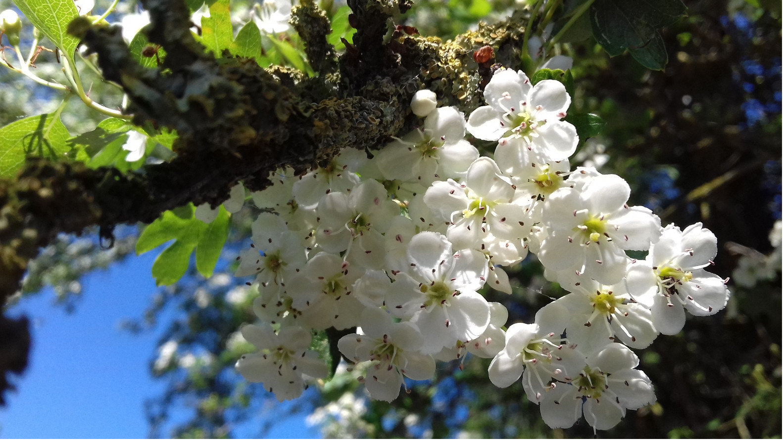 Aubépine de mon jardin