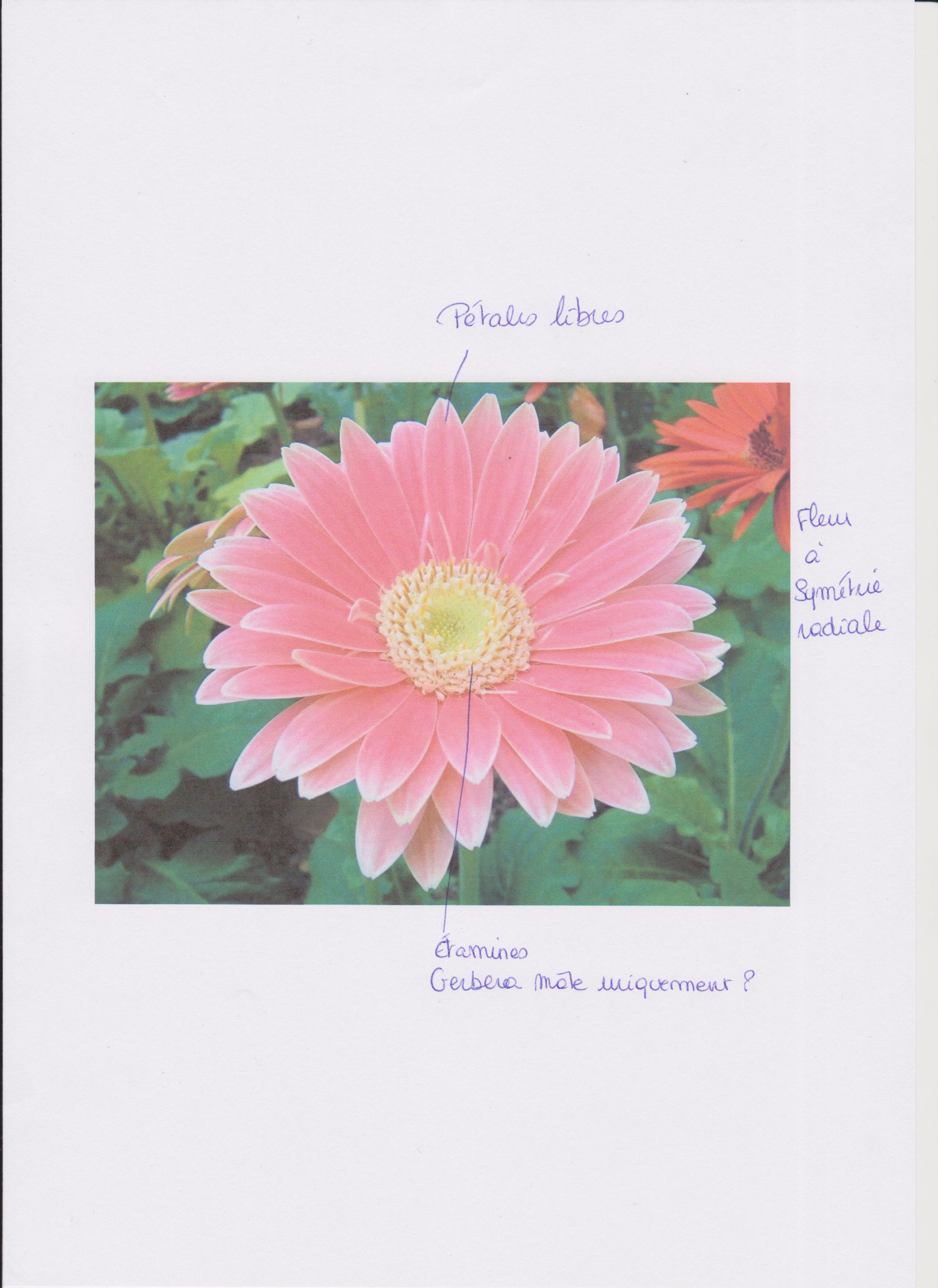 Gerbera schéma