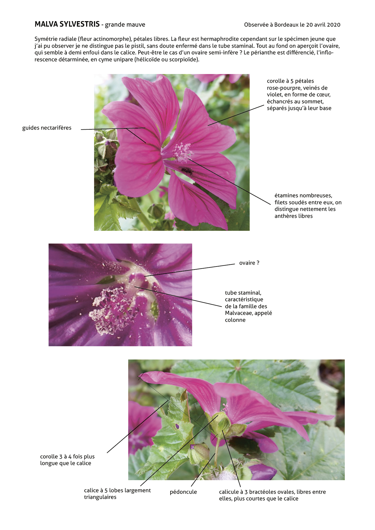 Planche avec photos légendées de la Grande Mauve