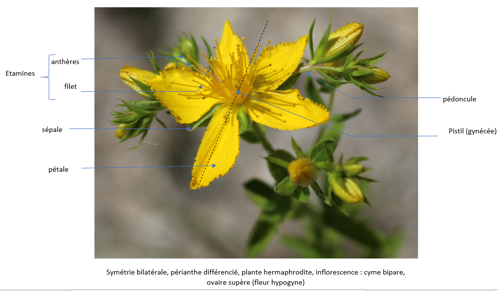 Millepertuis perfolié légendé