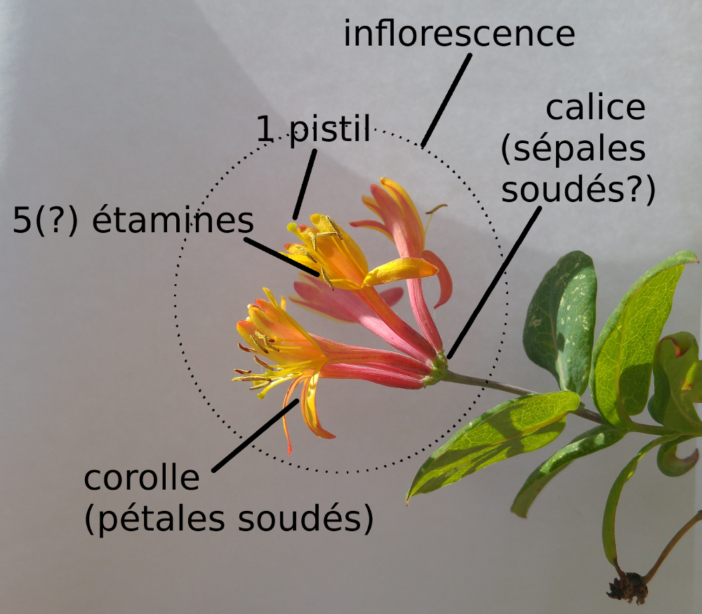 inflorescence de chèvrefeuille
