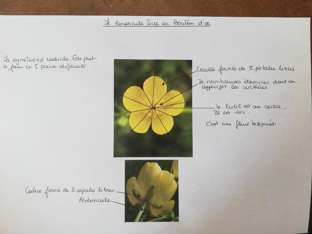 fleur de bouton d'or