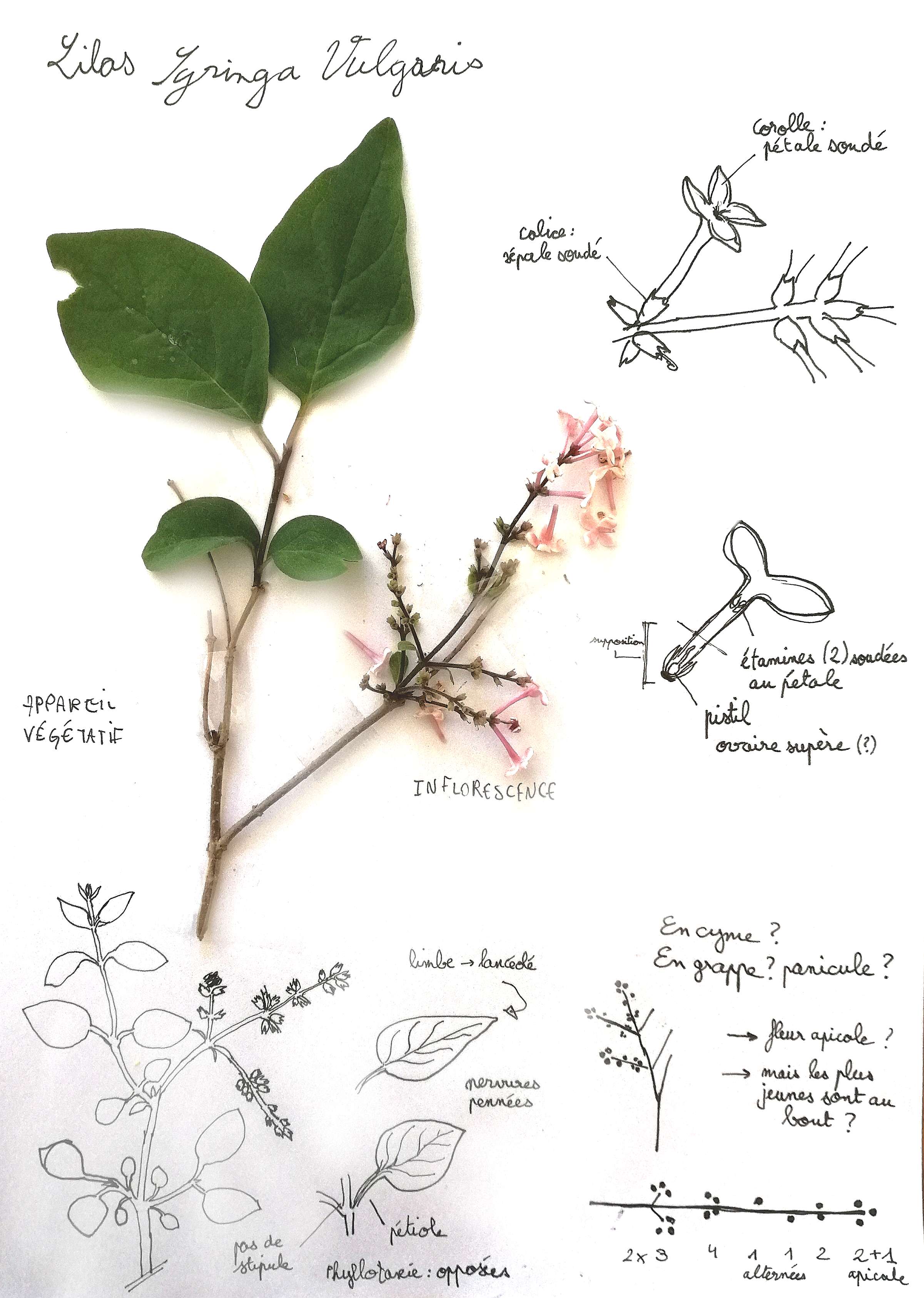 Description d'une branche de lilas