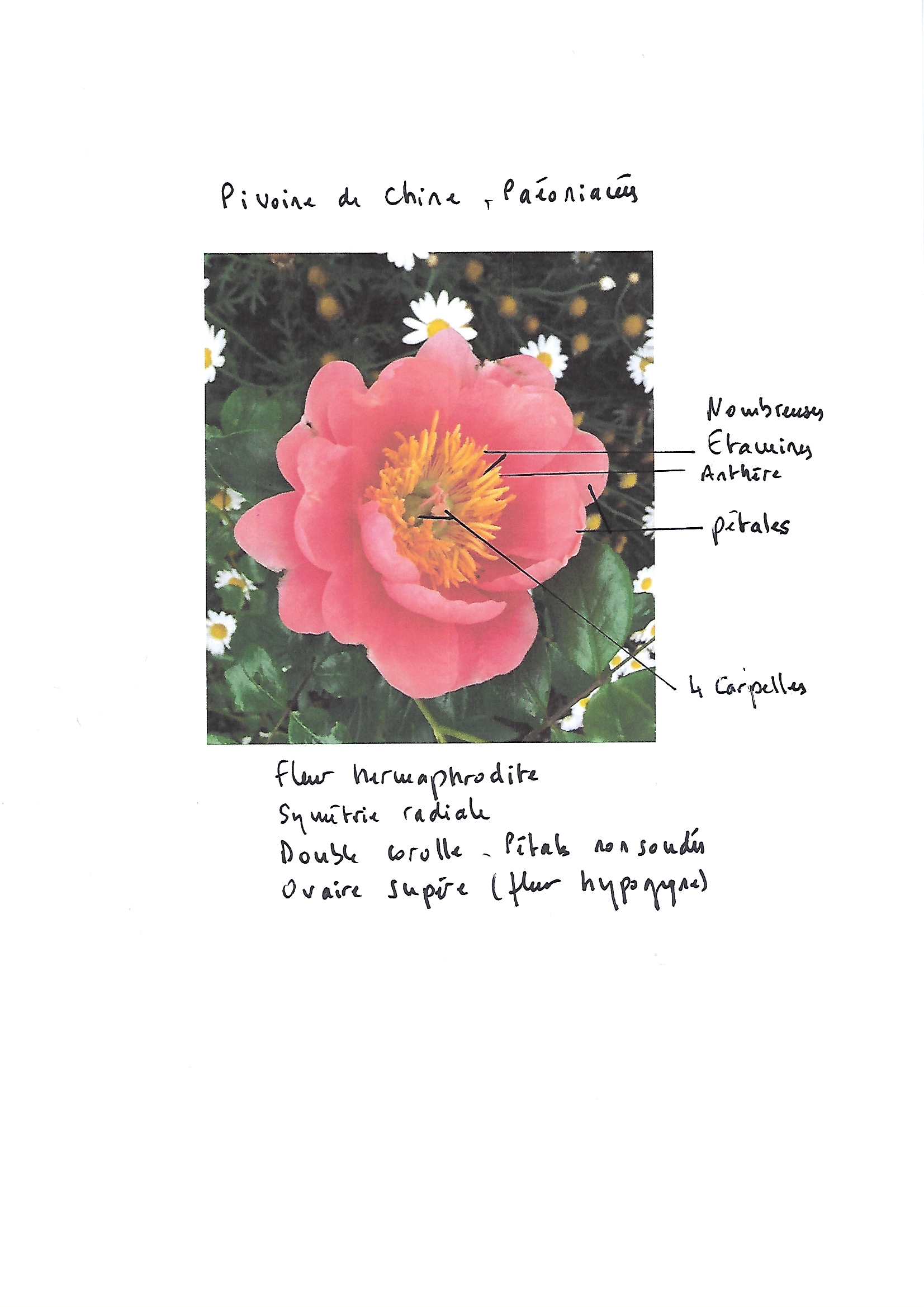 Pivoine de Chine rose