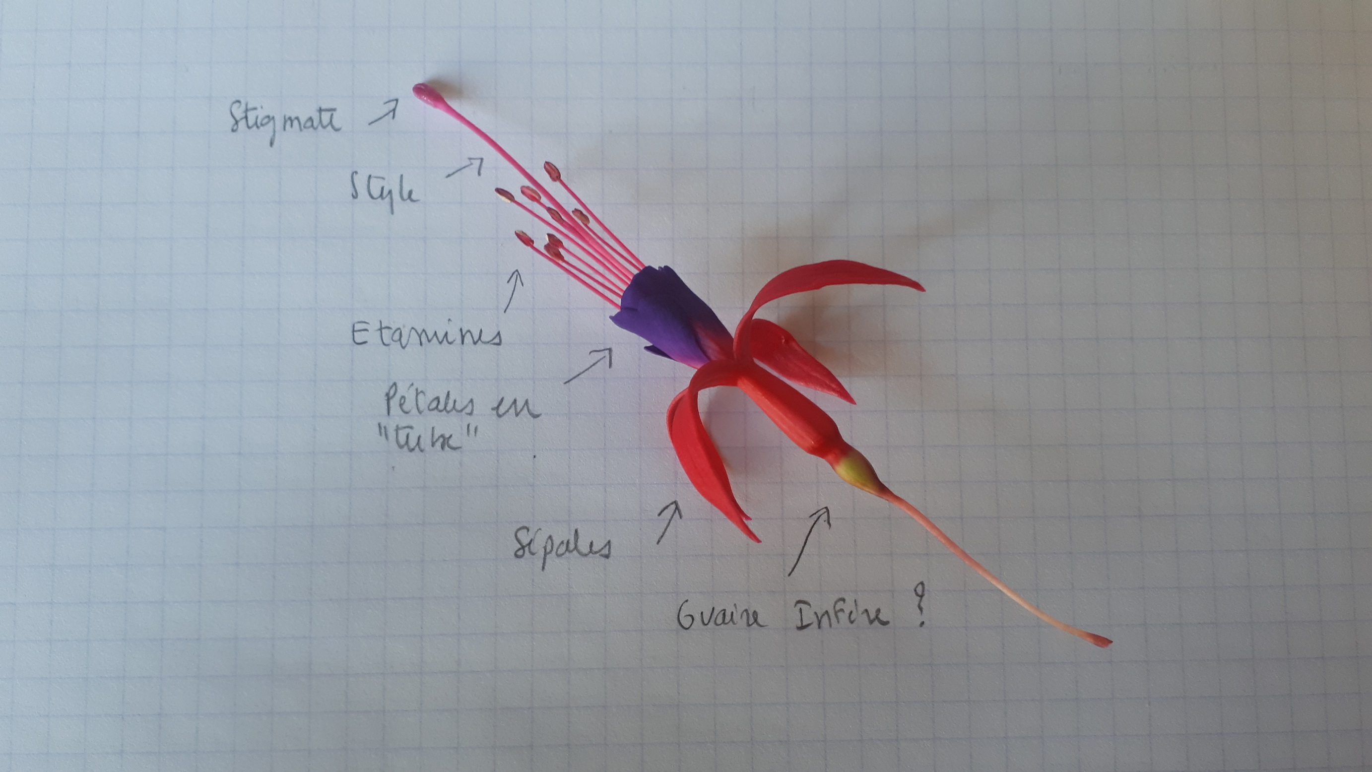 Fleur de fuchsia rose foncé et viol