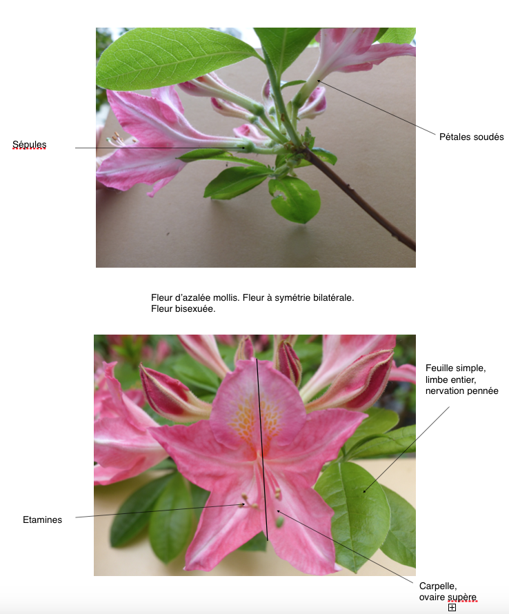 fleur azalée mollis