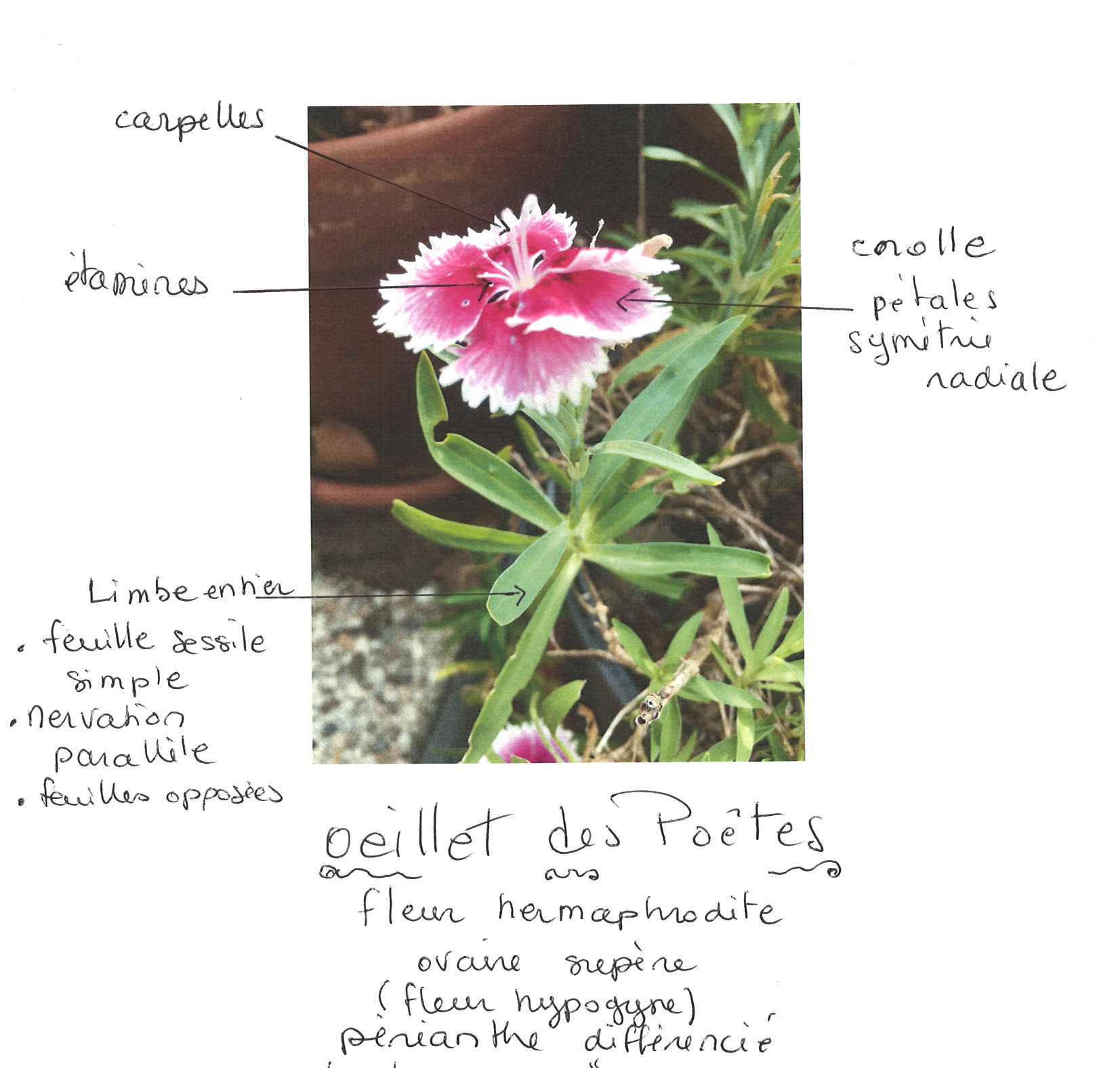 Description Oeillet des Poêtes