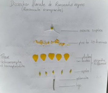 Dissection_fleur_renoncule