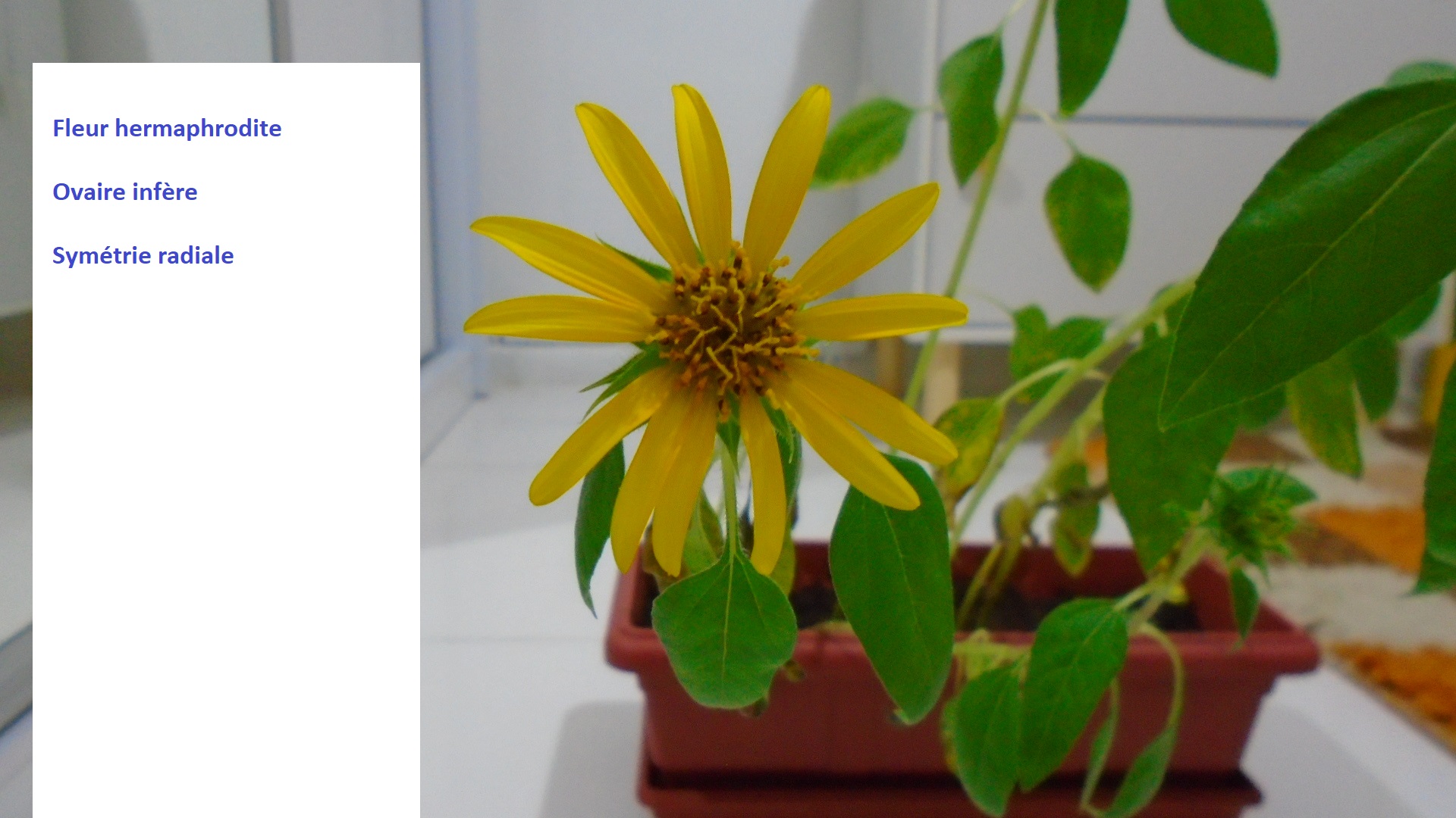 La fleur de chez moi