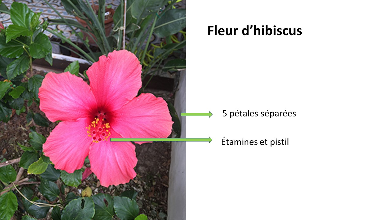 fleur d'hibiscus rose vif