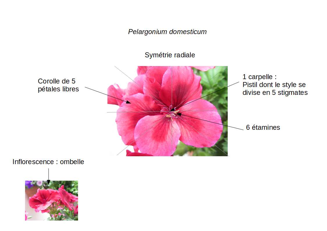 anatomie fleur pélargonium