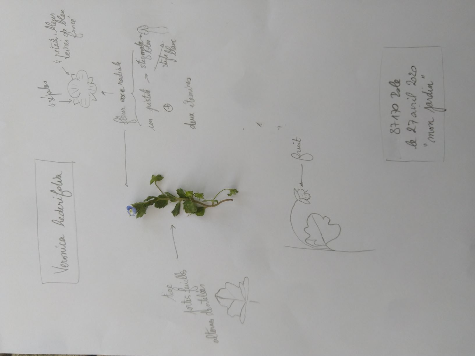 Veronica hederifolia