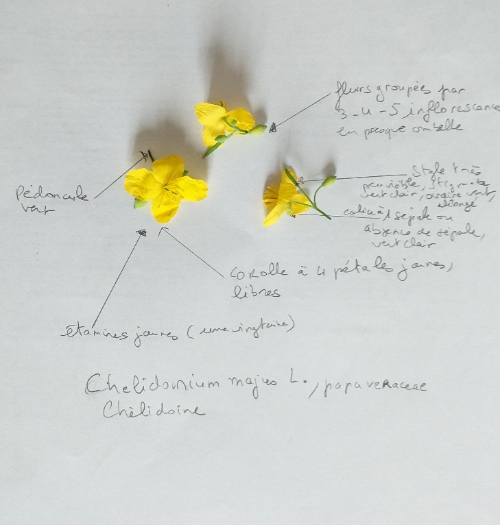 Grande chélidoine