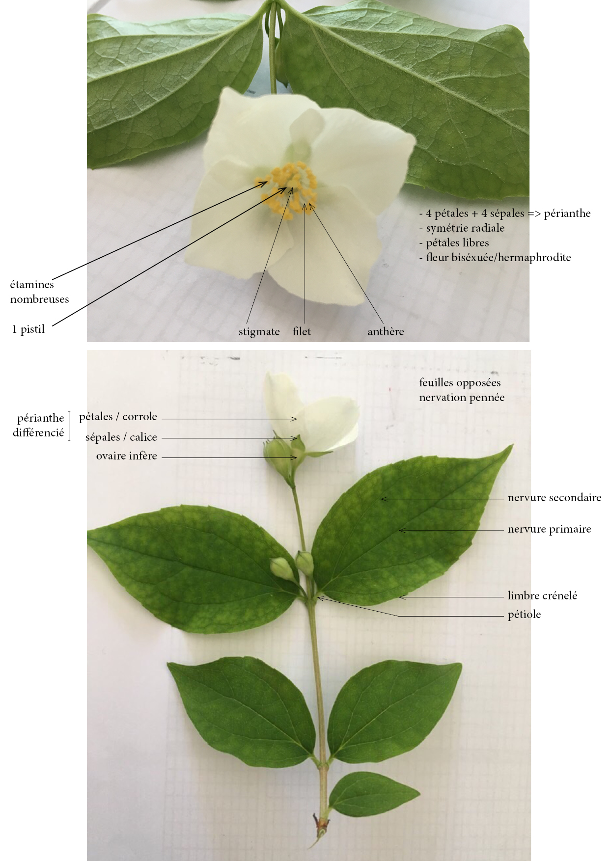 philadelphius coronarius