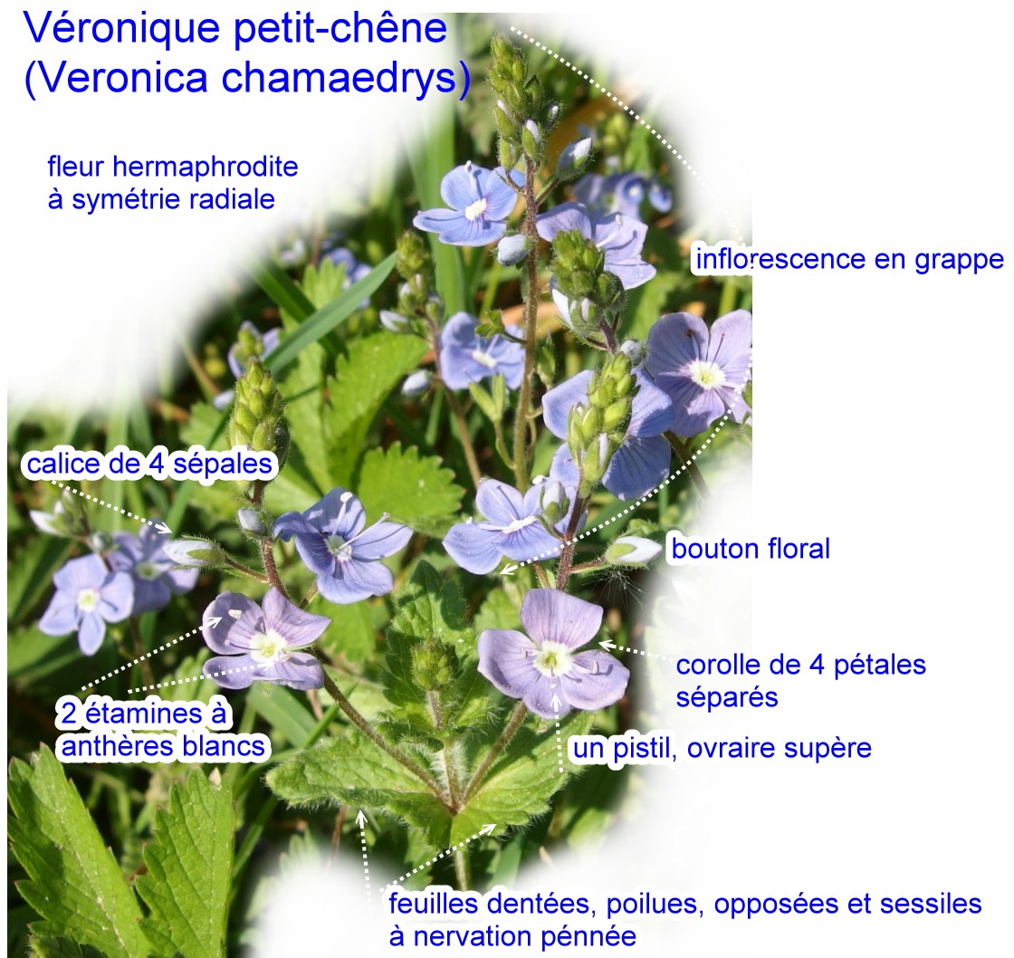 veronique petit-chêne, veronica chamaedrys