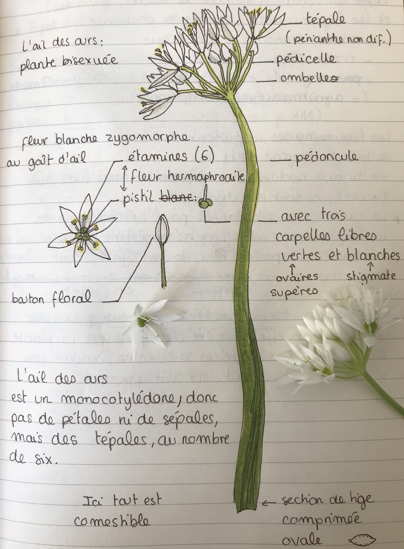 ail des ours inflorescence