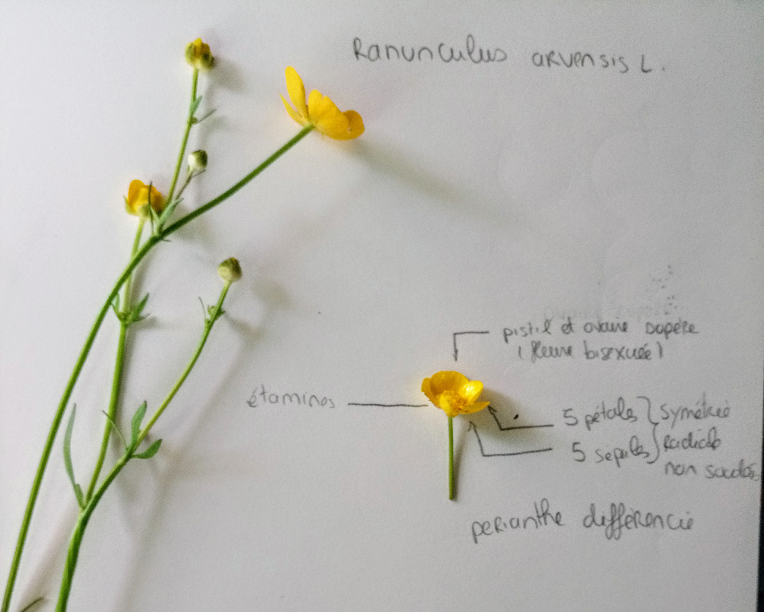 Bouton d'or du jardin