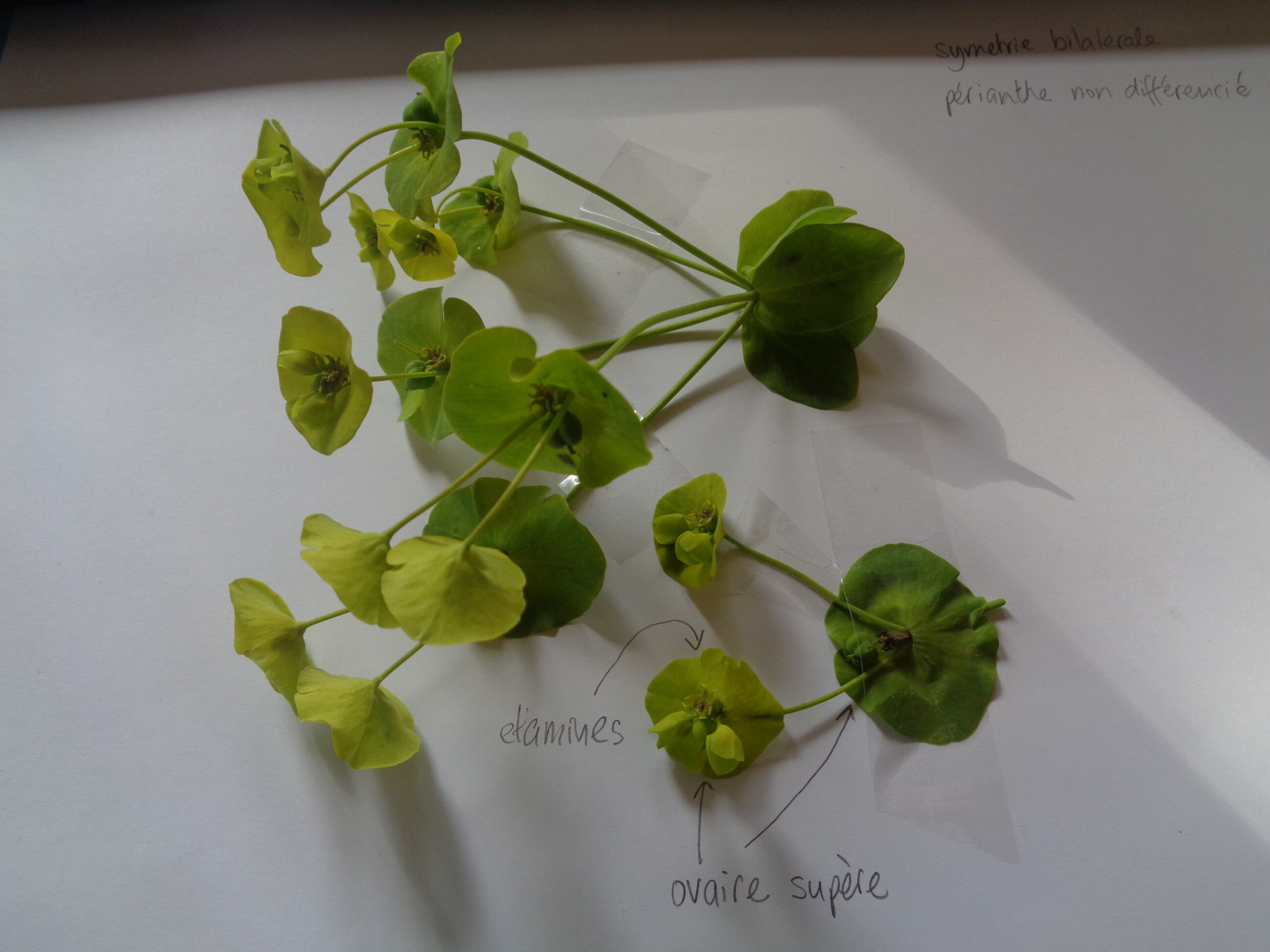 fleurs d'euphorbe des bois